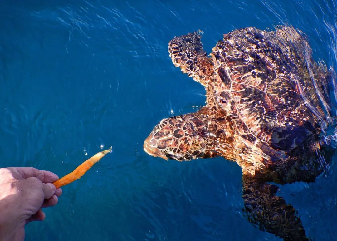 世上“全透明”的国家，房子没有墙，夜生活直播，遍地美女，崇尚裸体，这个静谧岛国到底有多开放？