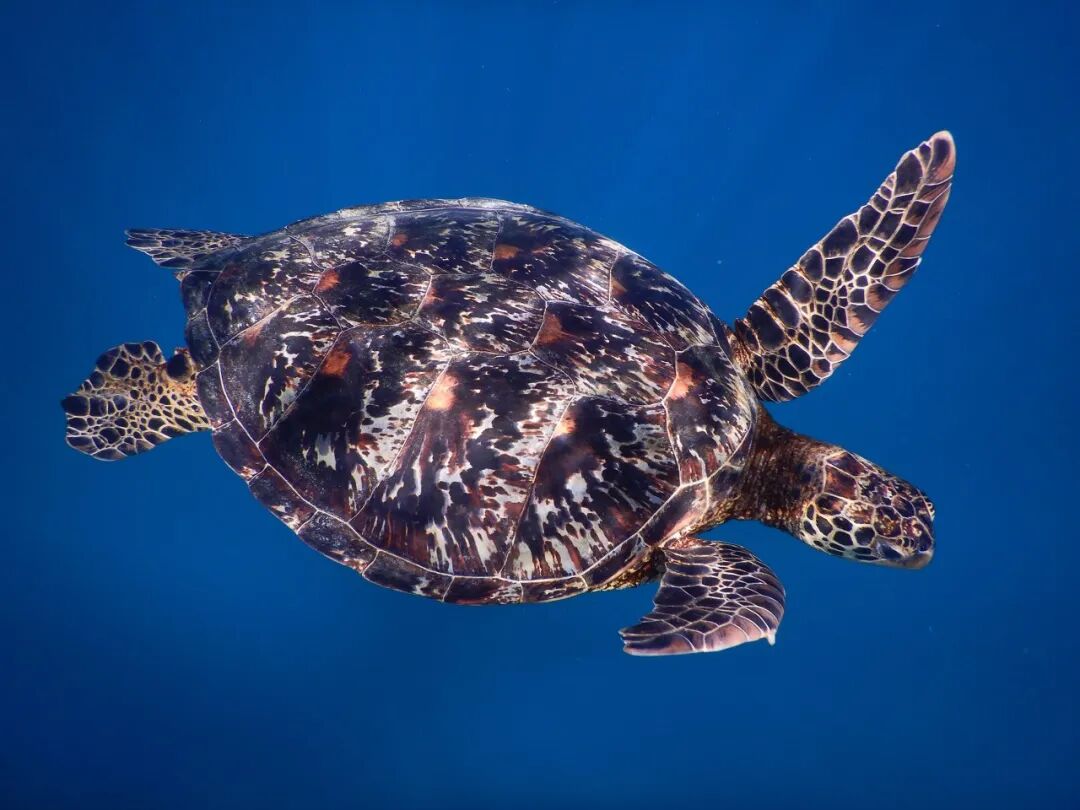 世上“全透明”的国家，房子没有墙，夜生活直播，遍地美女，崇尚裸体，这个静谧岛国到底有多开放？