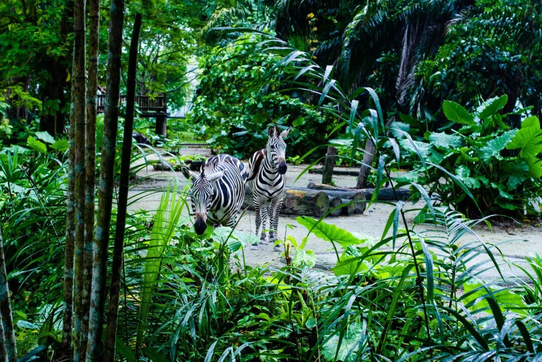 亚洲最幸福的国家，坐拥世界唯一五星机场，遍地花园，地摊都是米其林，但一不小心会赔个底朝天