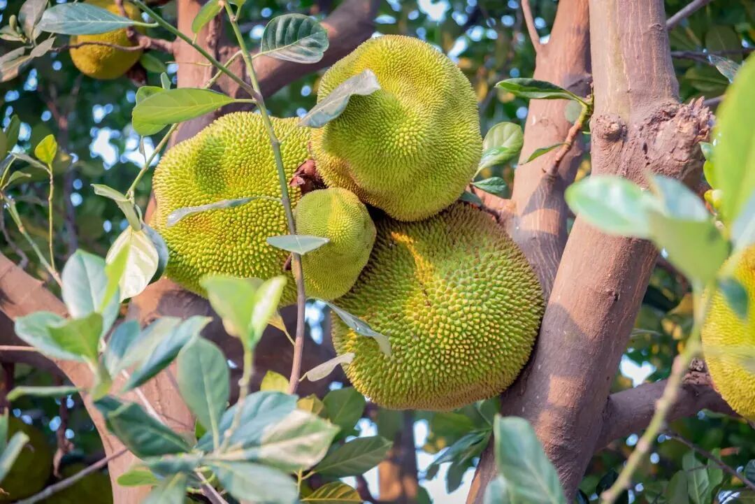 中国最“隐秘”的城市，比厦门浪漫，比大连惬意，海鲜吃到撑，养老NO.1