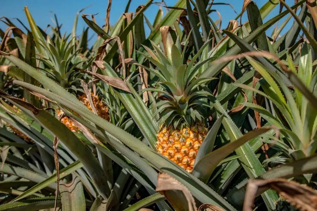 中国最“隐秘”的城市，比厦门浪漫，比大连惬意，海鲜吃到撑，养老NO.1