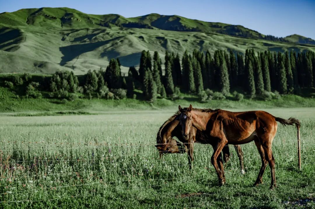 中国最美公路终于通车！一年只开通4个月，贯穿N种自然风光，一天看四季，错过再等一年！