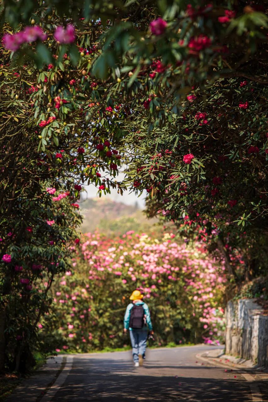 高铁直达！被4月漫山花海狠狠惊艳到！巨美