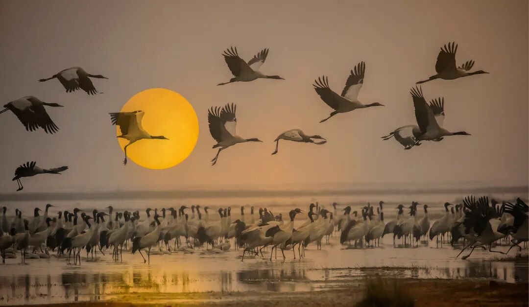 高铁直达！被4月漫山花海狠狠惊艳到！巨美