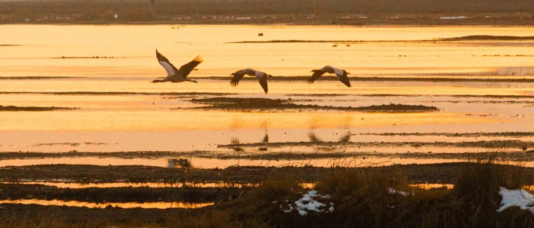 高铁直达！被4月漫山花海狠狠惊艳到！巨美