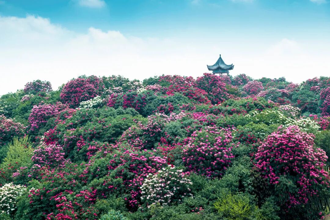 高铁直达！被4月漫山花海狠狠惊艳到！巨美