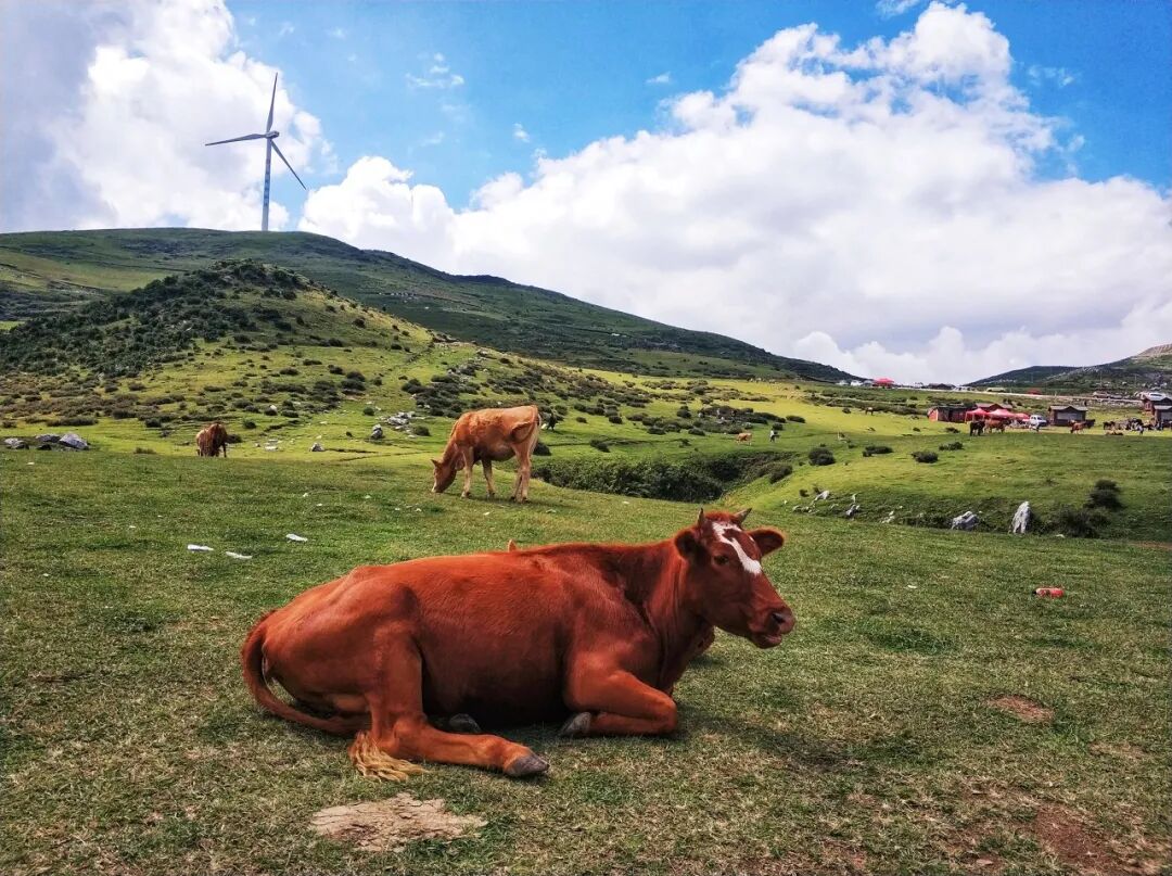 高铁直达！被4月漫山花海狠狠惊艳到！巨美