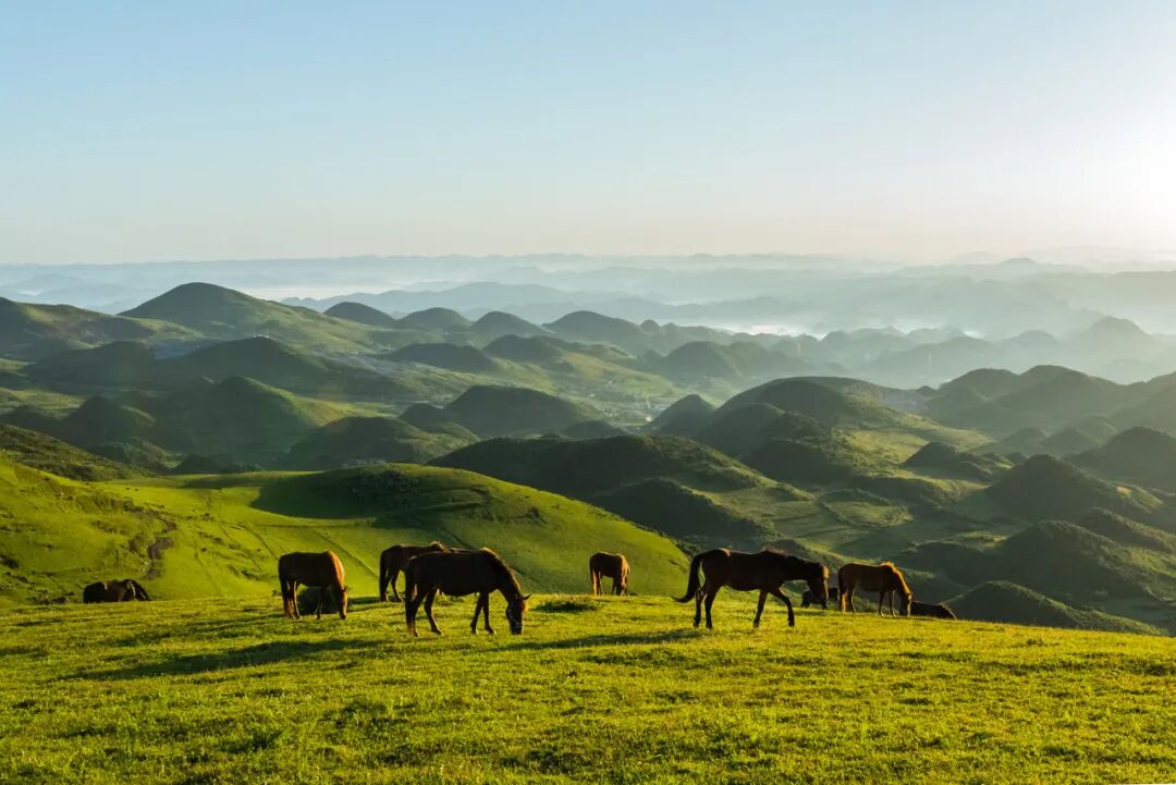高铁直达！被4月漫山花海狠狠惊艳到！巨美