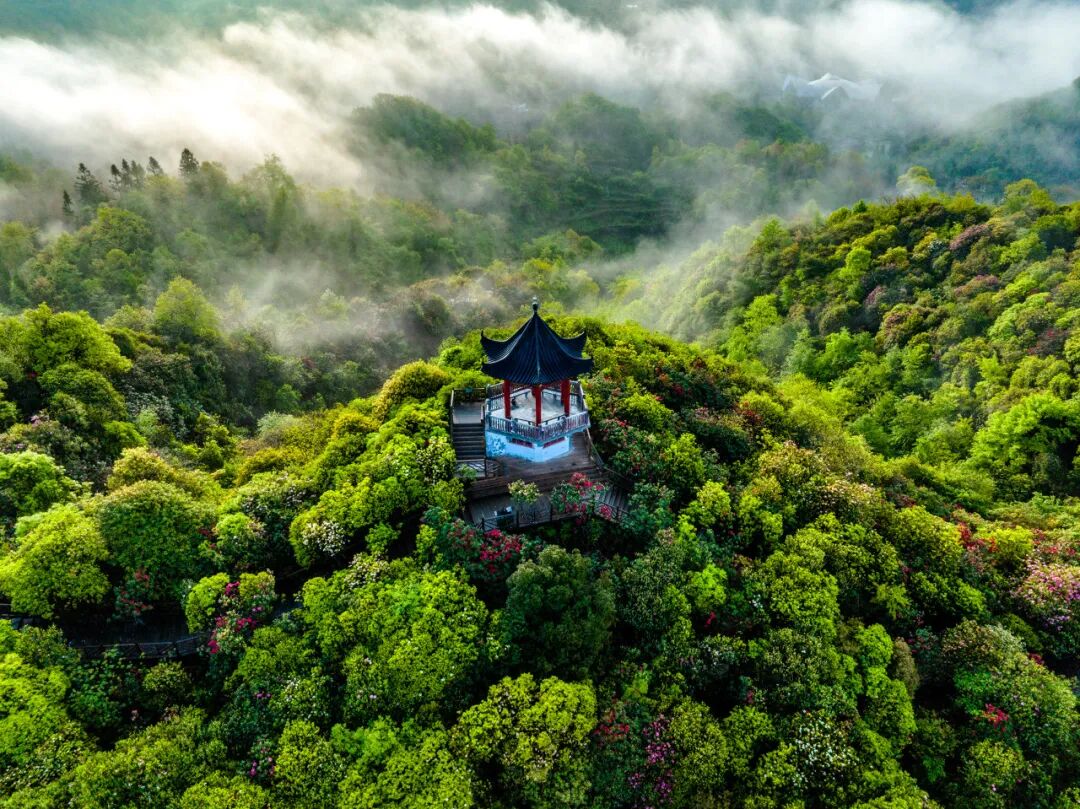 高铁直达！被4月漫山花海狠狠惊艳到！巨美