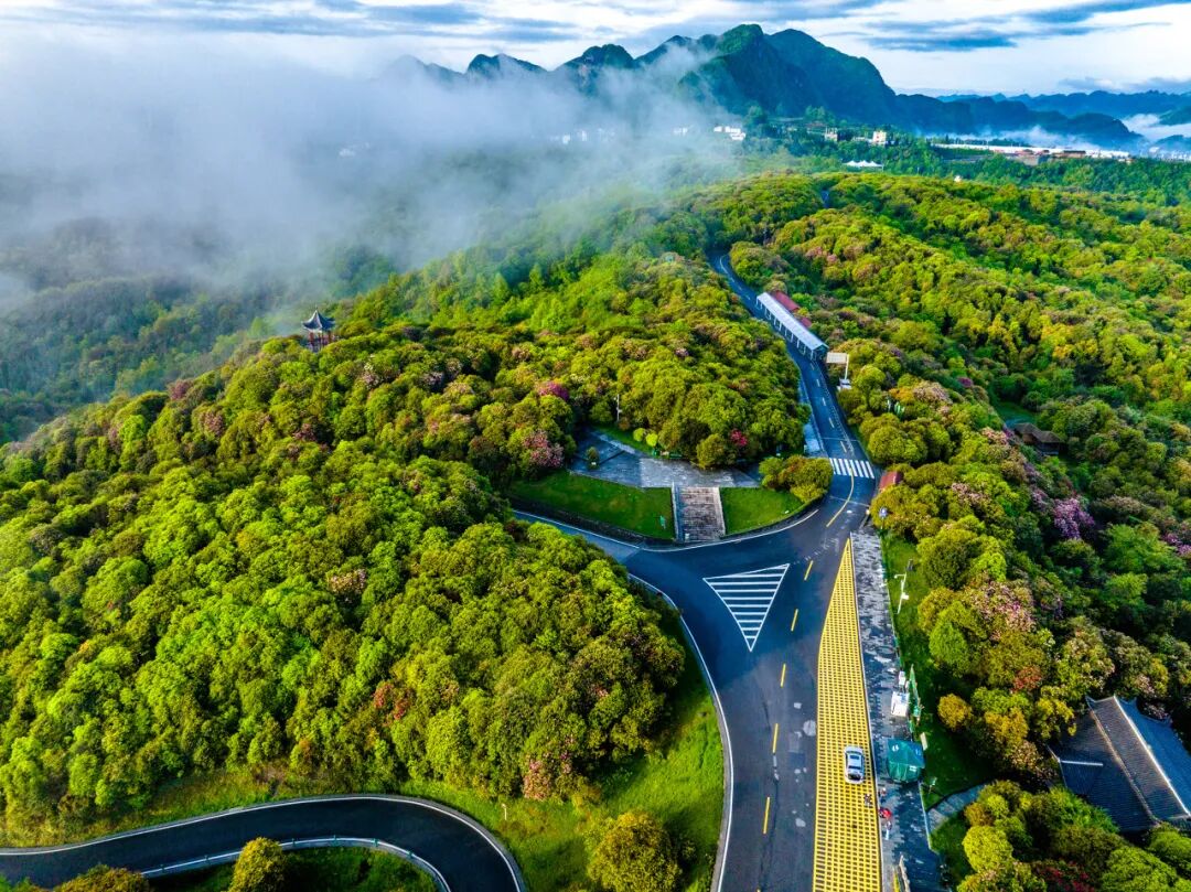 高铁直达！被4月漫山花海狠狠惊艳到！巨美