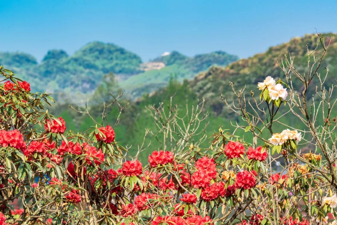 高铁直达！被4月漫山花海狠狠惊艳到！巨美
