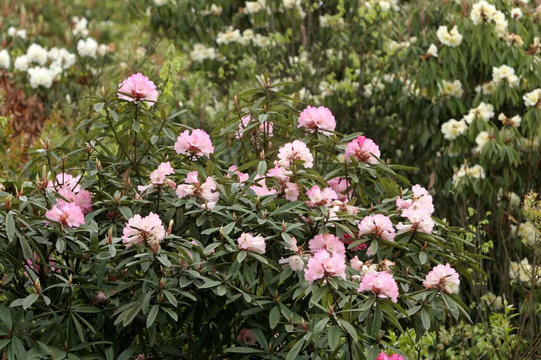 高铁直达！被4月漫山花海狠狠惊艳到！巨美