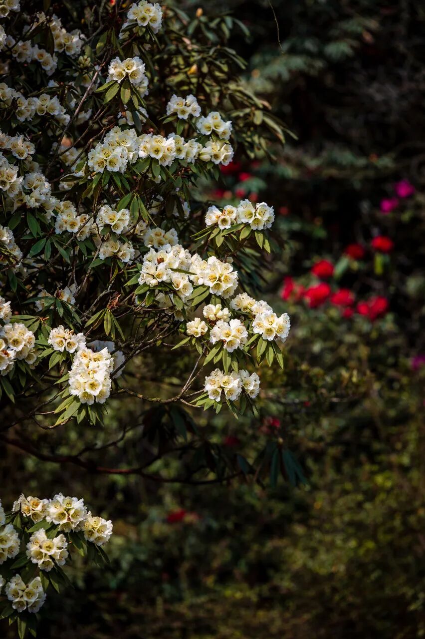 高铁直达！被4月漫山花海狠狠惊艳到！巨美