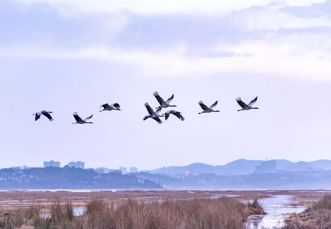 高铁直达！被4月漫山花海狠狠惊艳到！巨美