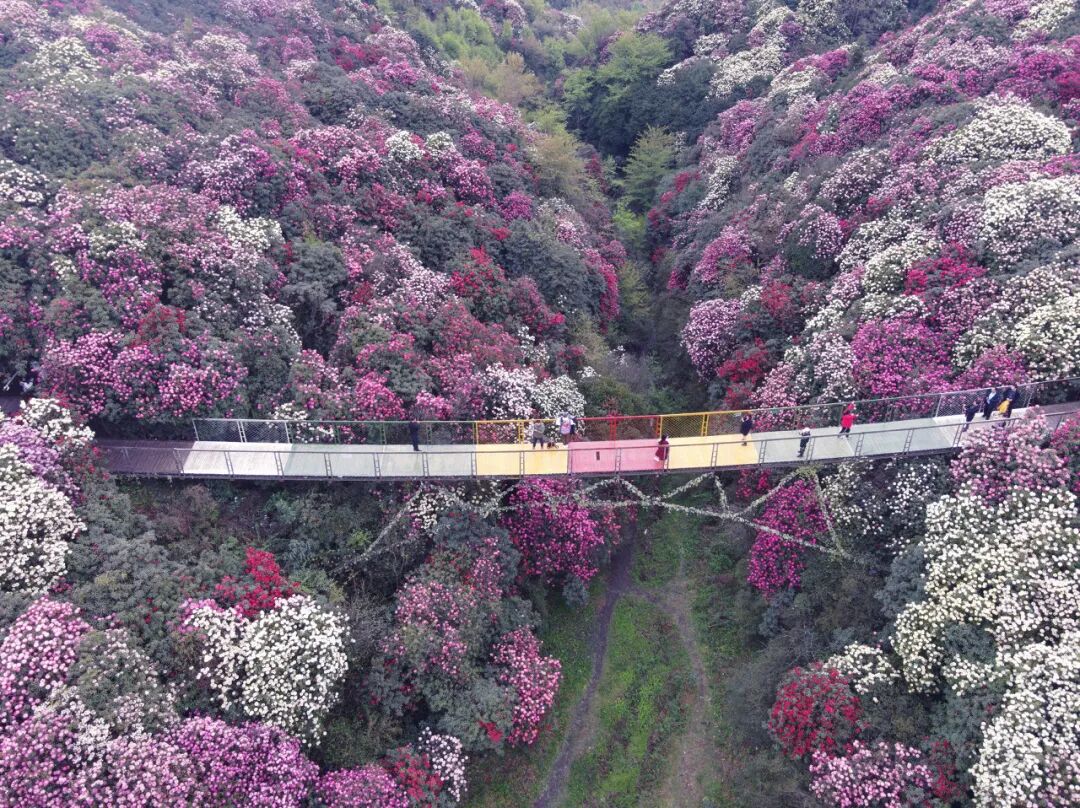 高铁直达！被4月漫山花海狠狠惊艳到！巨美