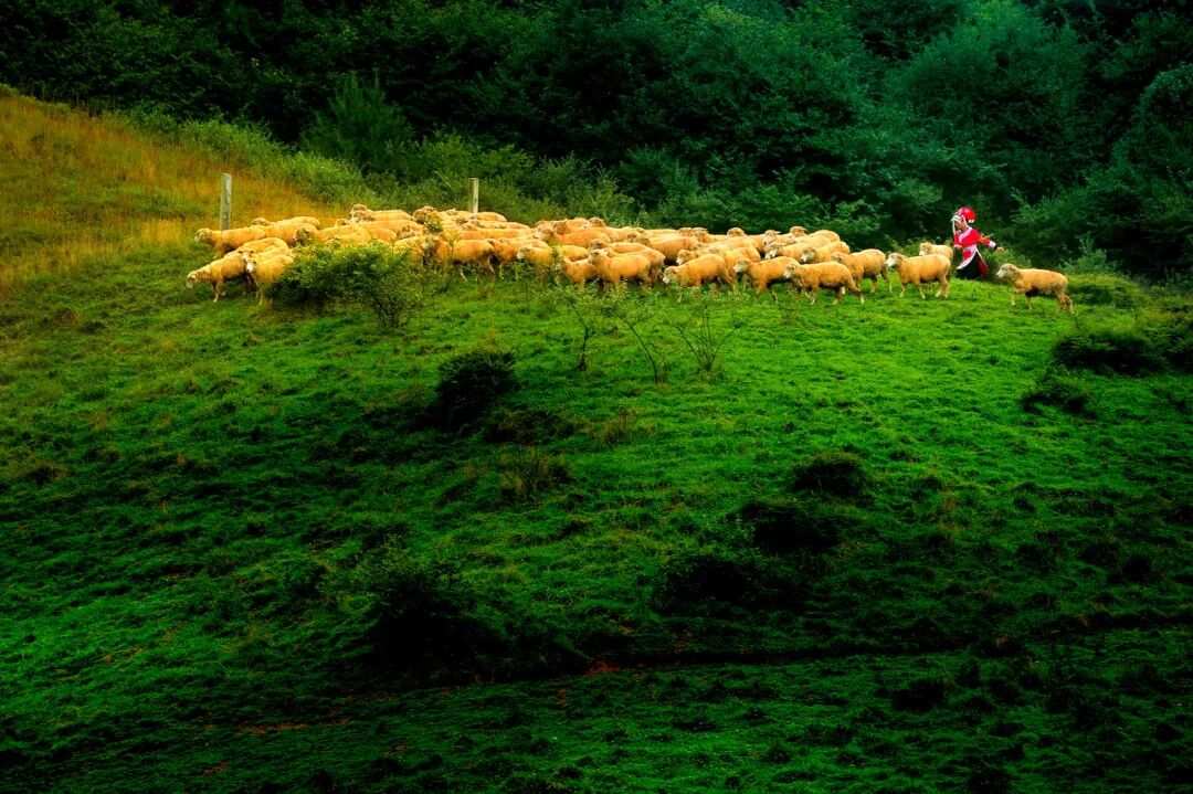 高铁直达！被4月漫山花海狠狠惊艳到！巨美