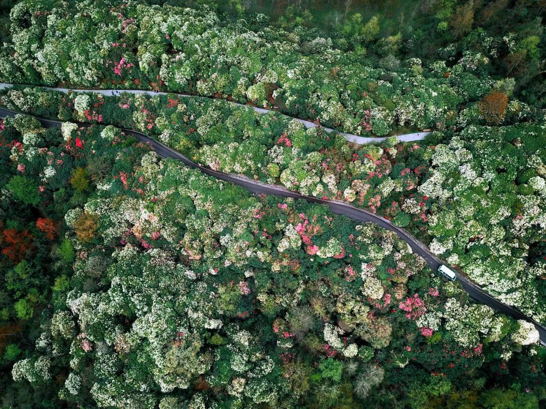 高铁直达！被4月漫山花海狠狠惊艳到！巨美