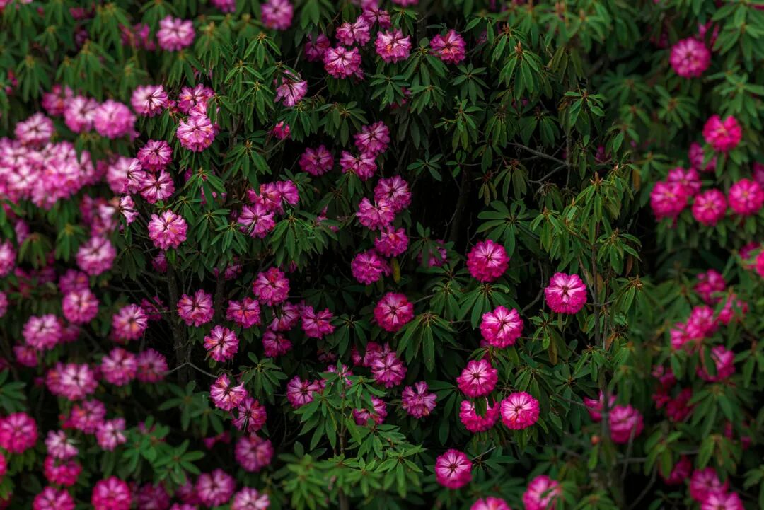 高铁直达！被4月漫山花海狠狠惊艳到！巨美