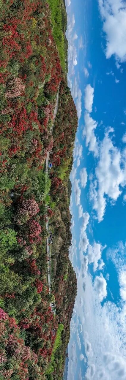高铁直达！被4月漫山花海狠狠惊艳到！巨美