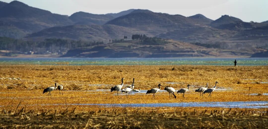 高铁直达！被4月漫山花海狠狠惊艳到！巨美