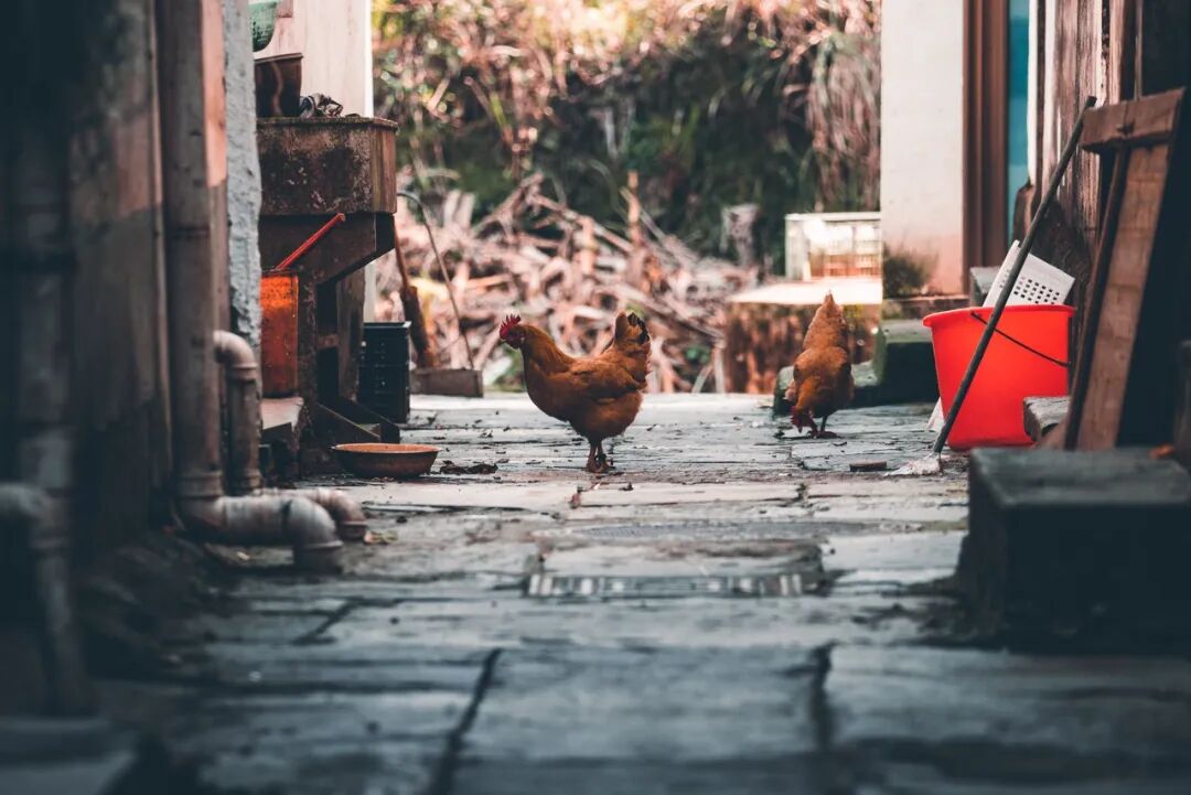 高铁直达！别去婺源挤了，这座花费26亿元打造的江西绝美古村，现实版的千与千寻，太仙了
