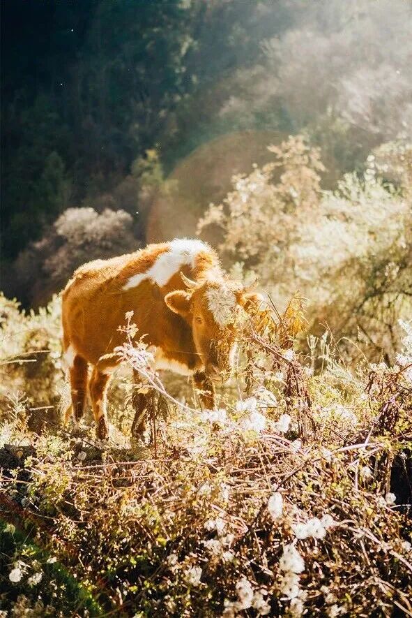 中国秋景0差评的小县城，不输九寨，红叶林是北京香山的180倍，浓缩了整个川西的精华，美疯！
