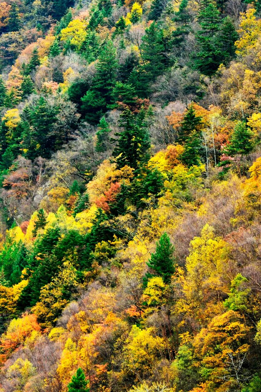 中国秋景0差评的小县城，不输九寨，红叶林是北京香山的180倍，浓缩了整个川西的精华，美疯！