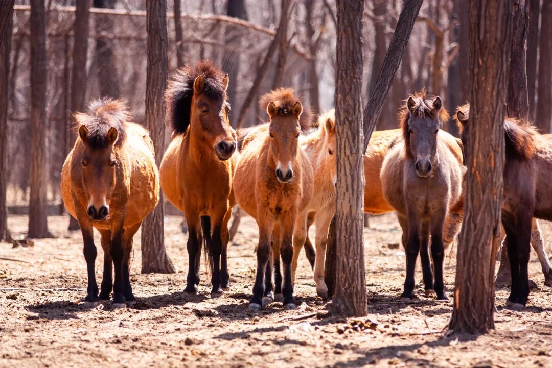 中国唯一以皇帝命名的城市，夏季均温23℃，北方避暑天堂，90%的人却都玩错了地方！