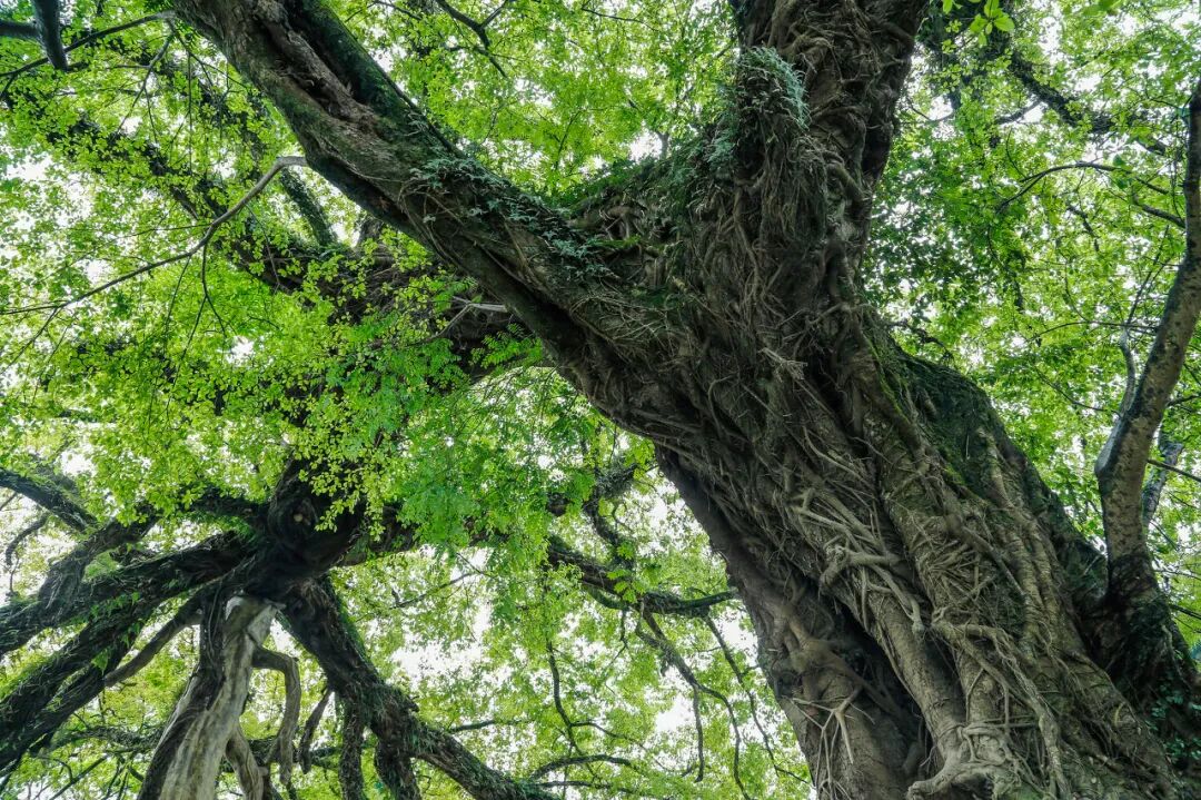 别去丽江挤了！这座距广州一个半小时的千年古镇，高铁直达，比凤凰静谧，比南浔迷人