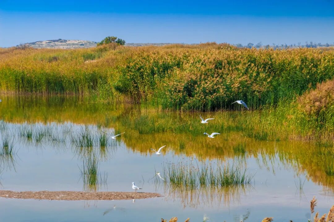 中国最没存在感的省份，不是荒漠，就是丘陵，却被称“塞上江南”，网友：想低调但实力不允许！