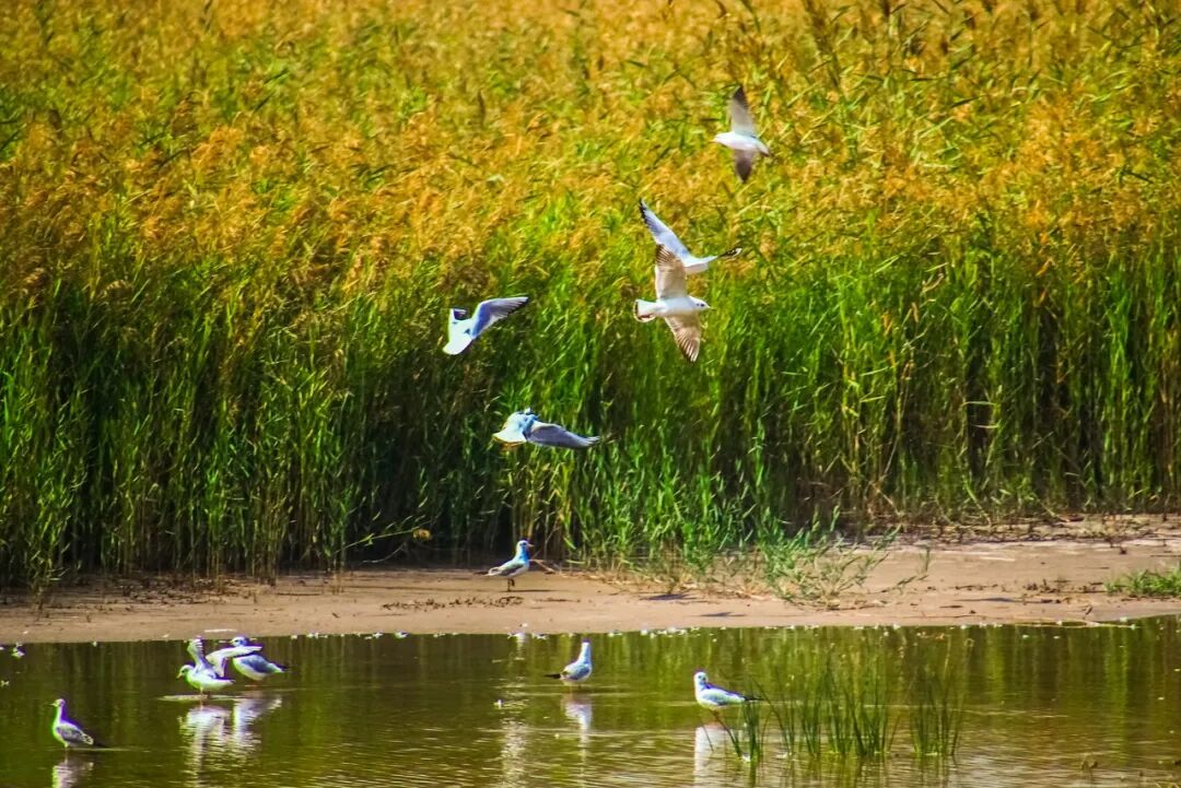 中国最没存在感的省份，不是荒漠，就是丘陵，却被称“塞上江南”，网友：想低调但实力不允许！