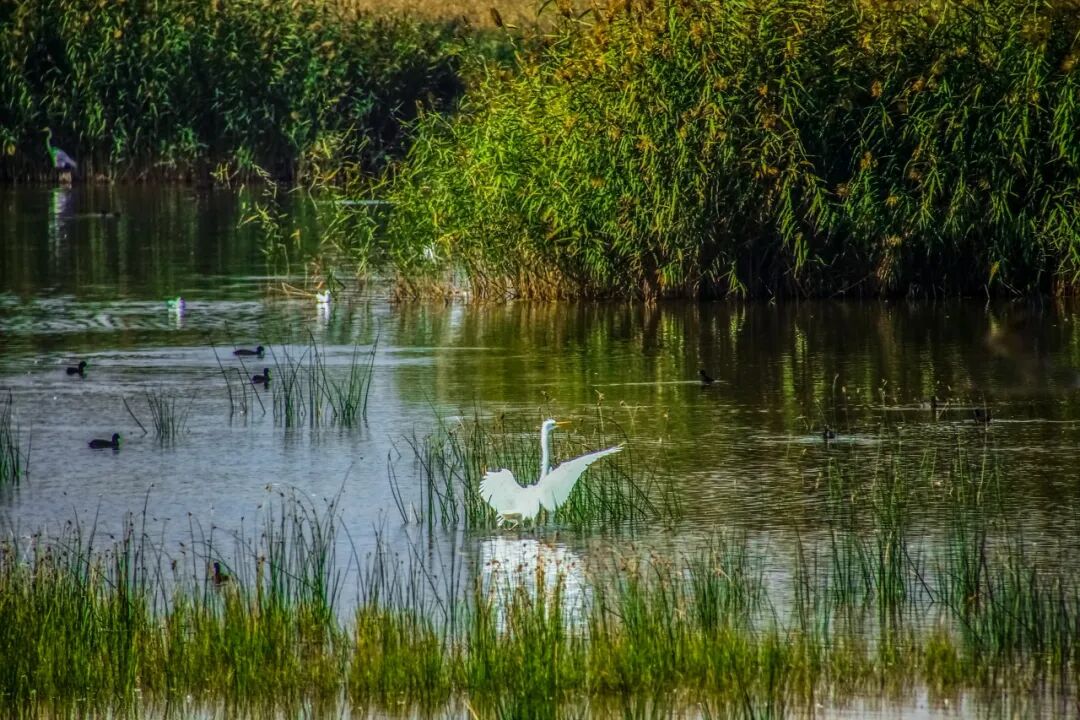 中国最没存在感的省份，不是荒漠，就是丘陵，却被称“塞上江南”，网友：想低调但实力不允许！