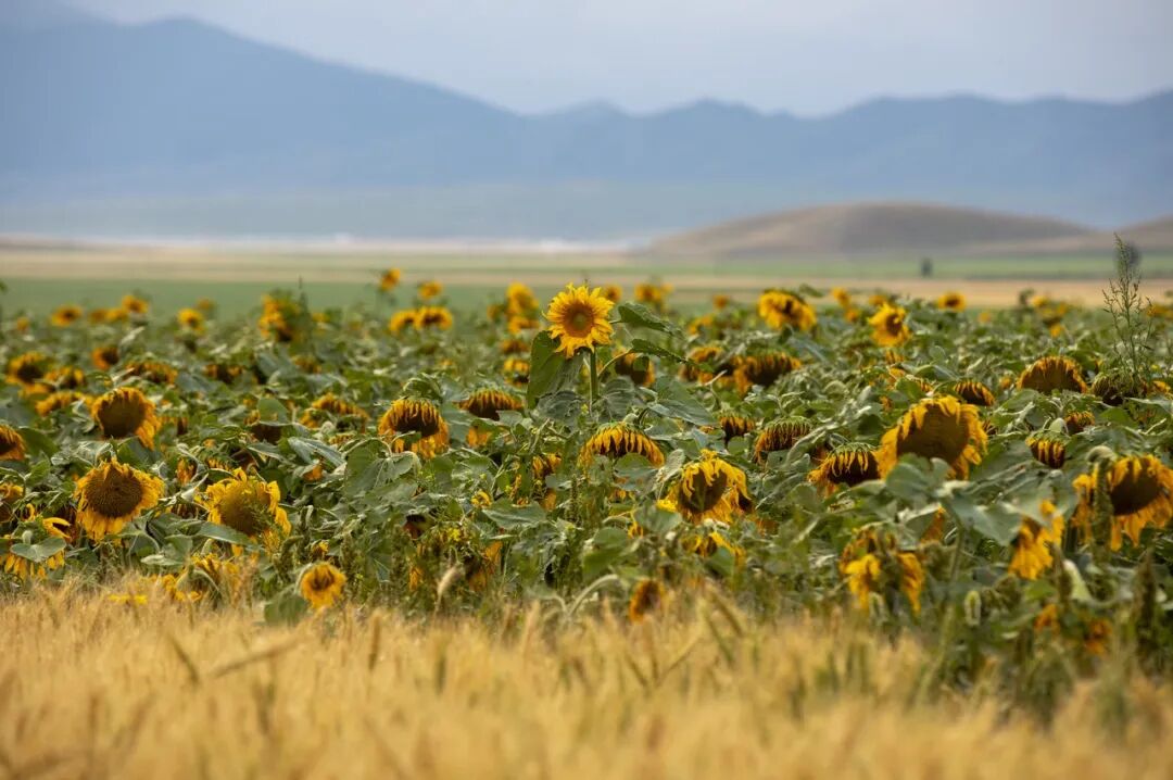 6月最值得去的避暑胜地，不扎堆不拥挤，比空调屋还凉快，随便挑一个去过25℃的夏天！