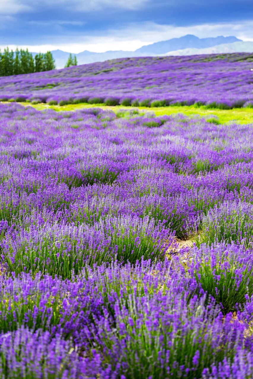 6月最值得去的避暑胜地，不扎堆不拥挤，比空调屋还凉快，随便挑一个去过25℃的夏天！