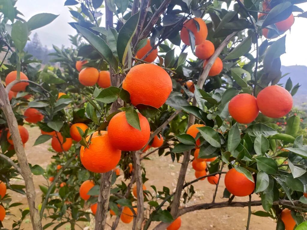 马场镇那细村血橙丰收采摘忙
