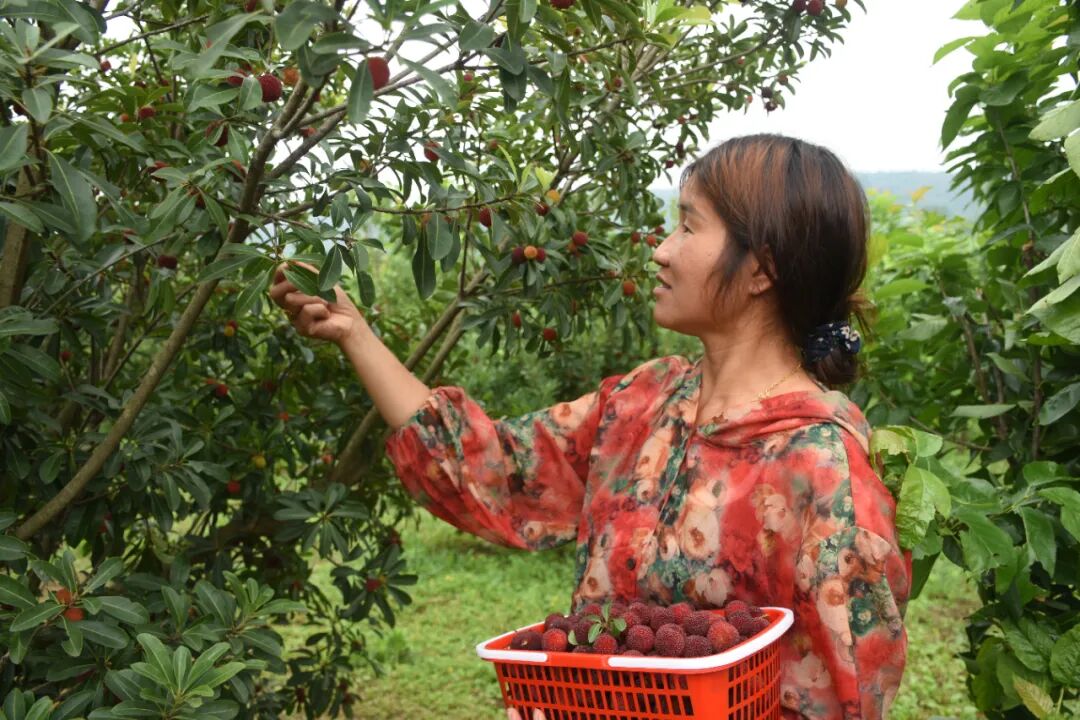 普定县马场镇:"小杨梅"带来"大收益",群众共创"梅"好生活