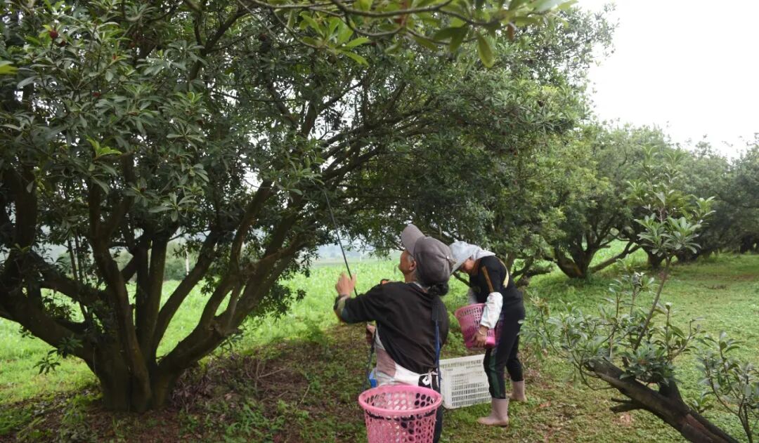 普定县马场镇:"小杨梅"带来"大收益",群众共创"梅"好生活