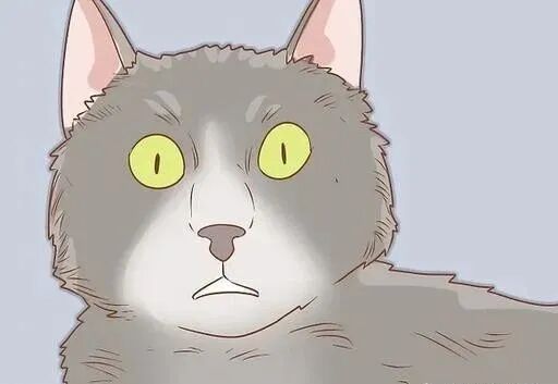 猫咪感觉过度敏感，还有这种事情_喂养_维宠宠物导航网