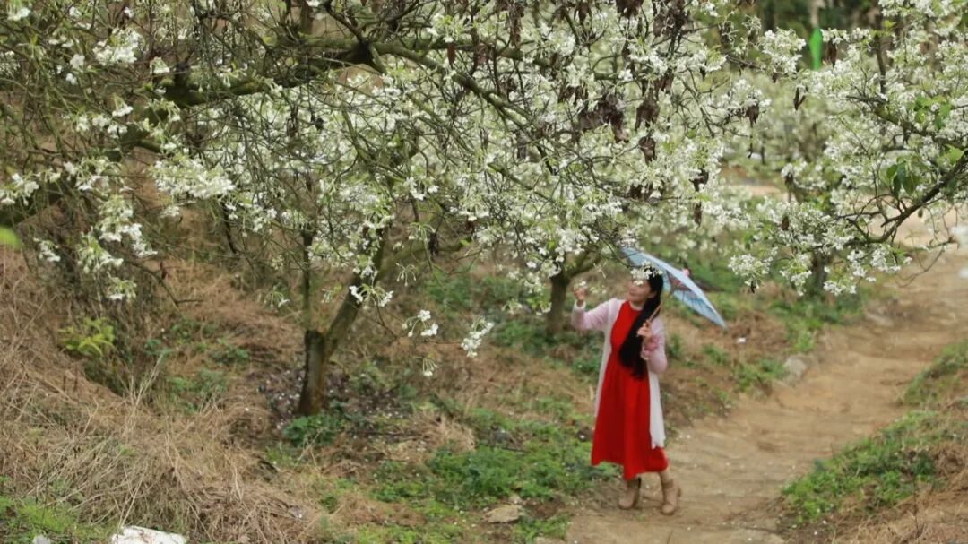 您现在的位置:>首页>新闻中心>广宁要闻>山楂花(木格镇册田村)仿佛在