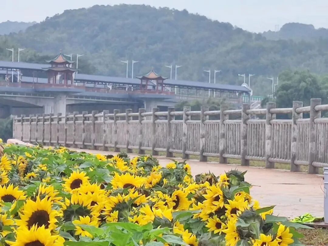 肇庆市广宁县人民政府网站