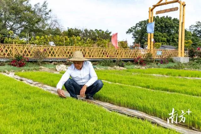 龙湖区新溪街道北中农民合作社党支部书记庄秋群正在查看秧苗生长情况。