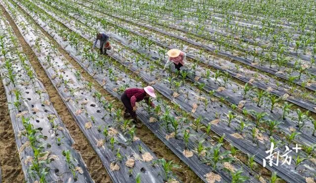 龙湖区新溪街道北中农民合作社的农户正在玉米地中劳作。