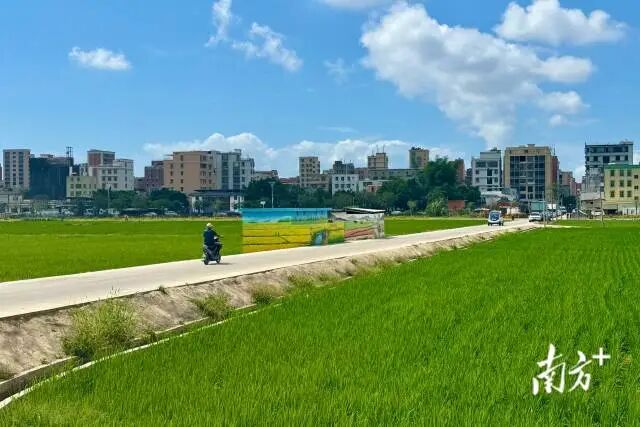 河濱高地智慧農業種植提升項目完成新一季水稻育秧。  南方+ 蔡沚彥 拍攝