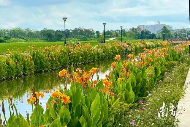 花漫田園，河道兩旁打造形成供游客休閑散步的親水綠道。  南方+ 蔡沚彥 拍攝