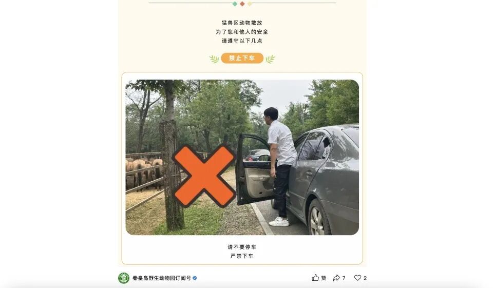 车辆追尾游客理论 猛兽区老虎围观