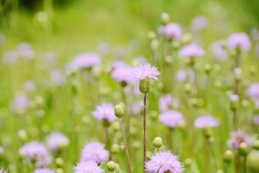 刘书彬诗歌8首|春天在窗外晃动,我的心有种莫名其妙的惊
