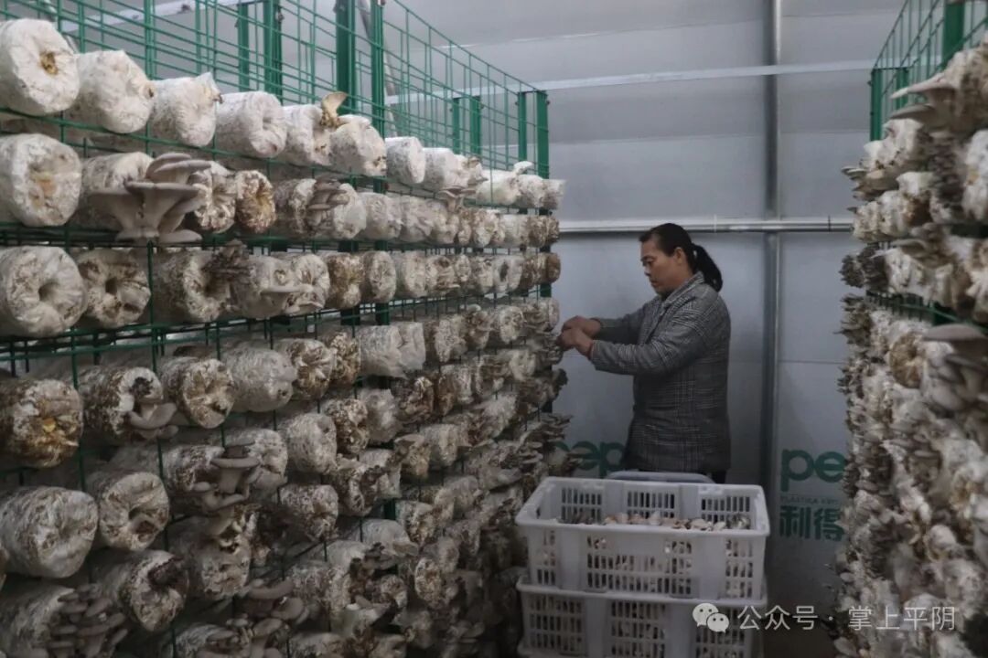 孔村镇小菌菇撑起百姓就业增收的致富伞