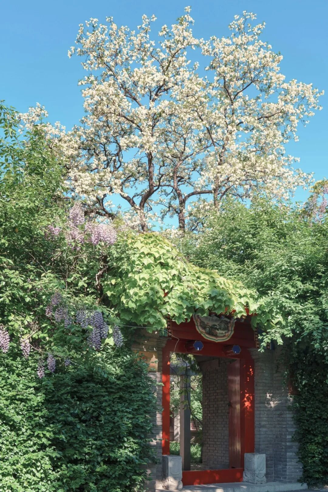 黄喆 春 静园 槐 (1).jpg