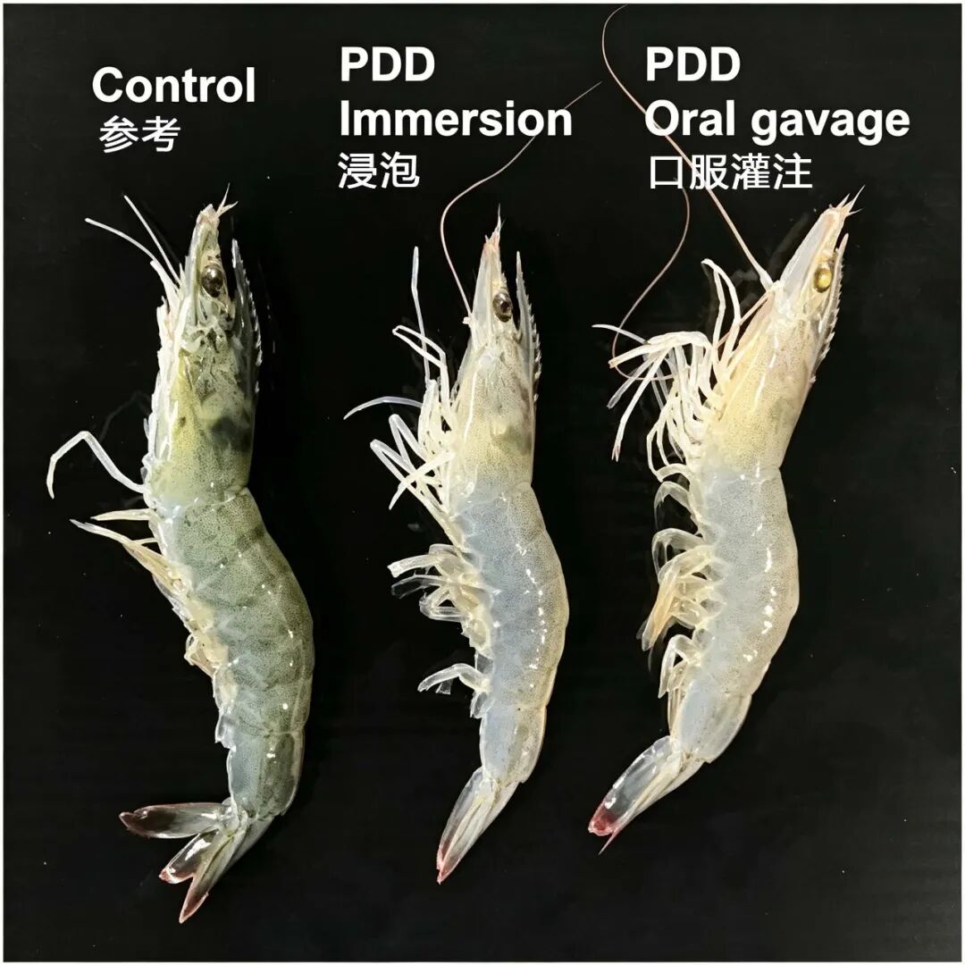 对虾出现黑鳃、白肌、体色发白？这种细菌感染值得关注！