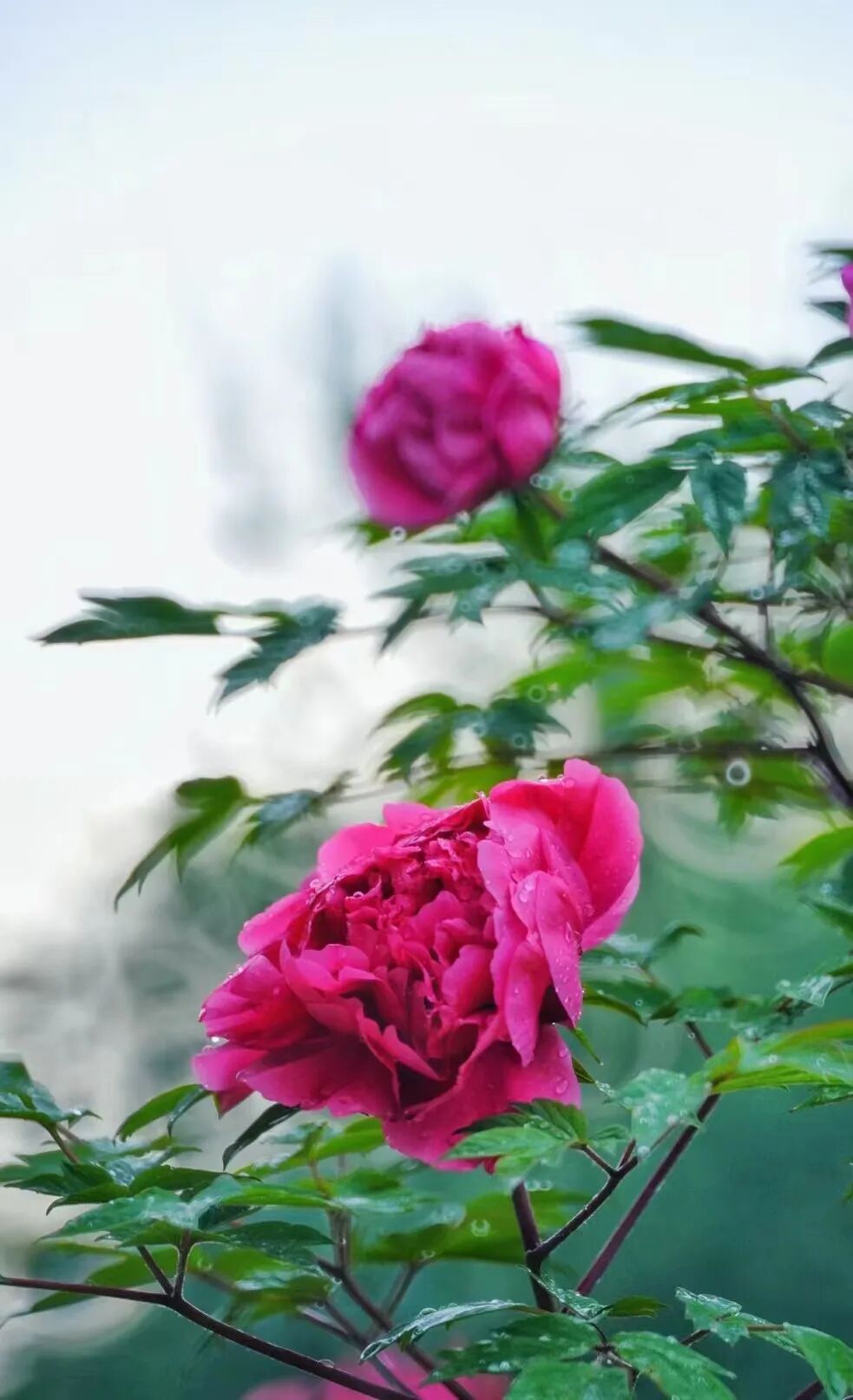 园内牡丹有大棕紫,青龙卧墨池,火炼金丹,飞燕红妆,赤龙焕彩等约40个